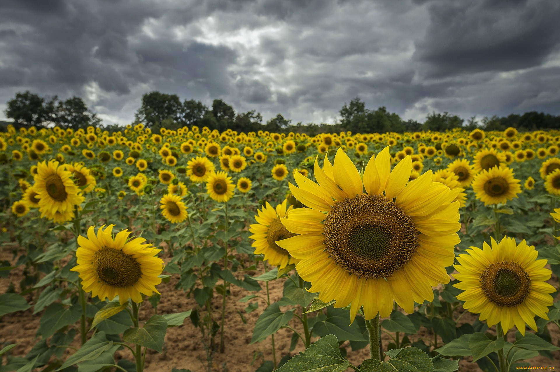 Sunflower plant. Подсолнечник маслянистый. Подсолнечник сорт «Мираж» элита. Штат Канзас Подсолнухи. Подсолнух растение.